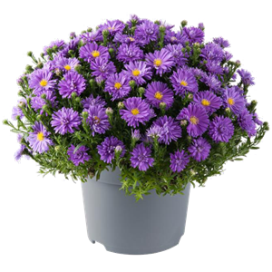 Afbeelding van Asters P19 Dark purple launch